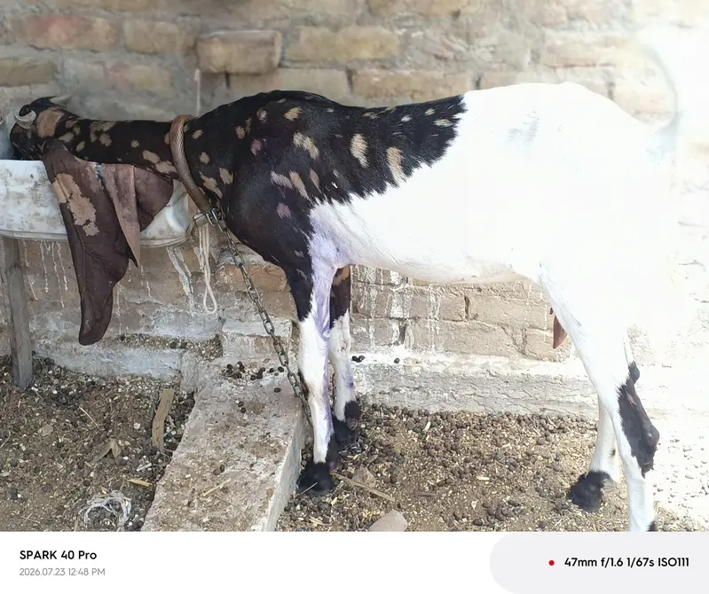 Milking goat — photo 5