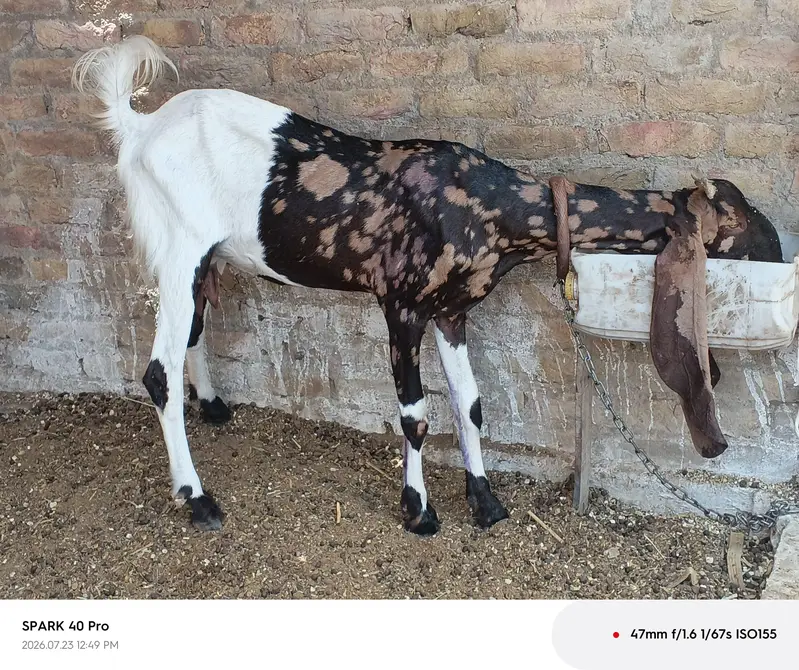 Milking goat — photo 6