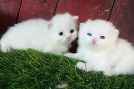 (Persian female kitten) (for sale all) (Pakistan delivery available)