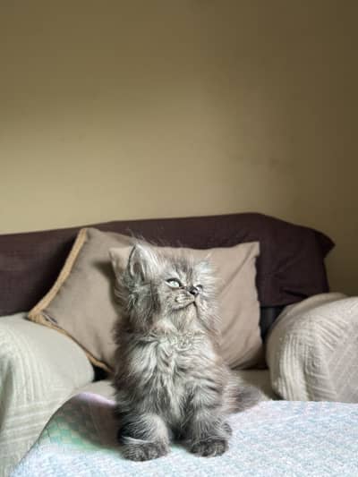 Persian male kitten