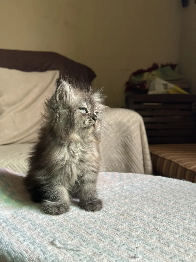 Persian male kitten — photo 2