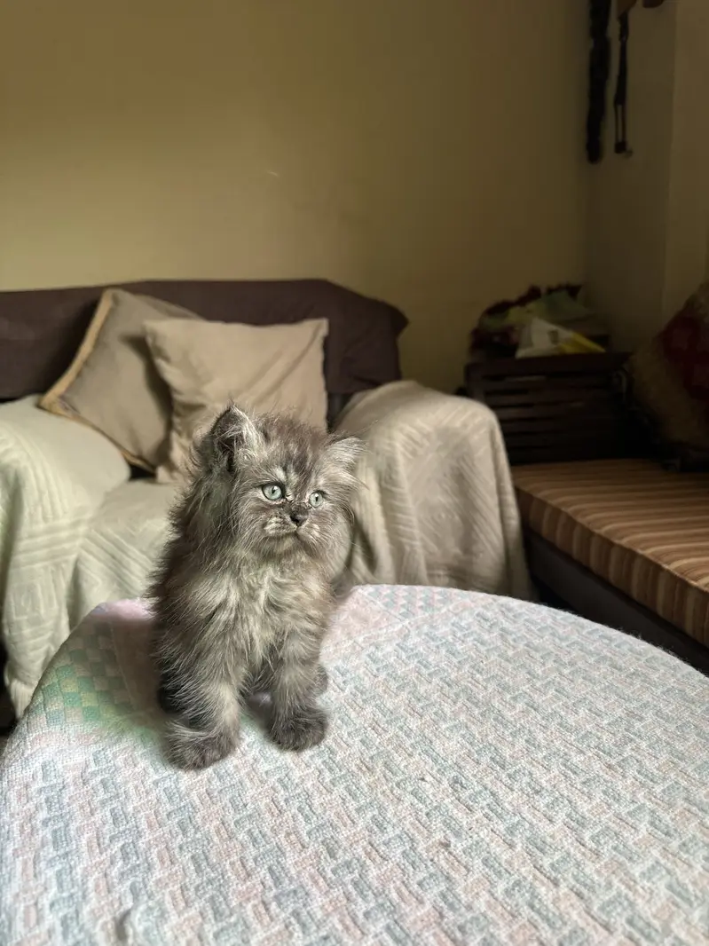 Persian male kitten — photo 3
