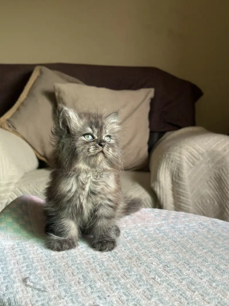 Persian male kitten — photo 4