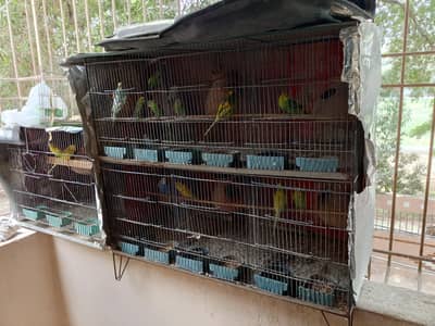 Bajri parrot 8 pair with 10 kids cage as well