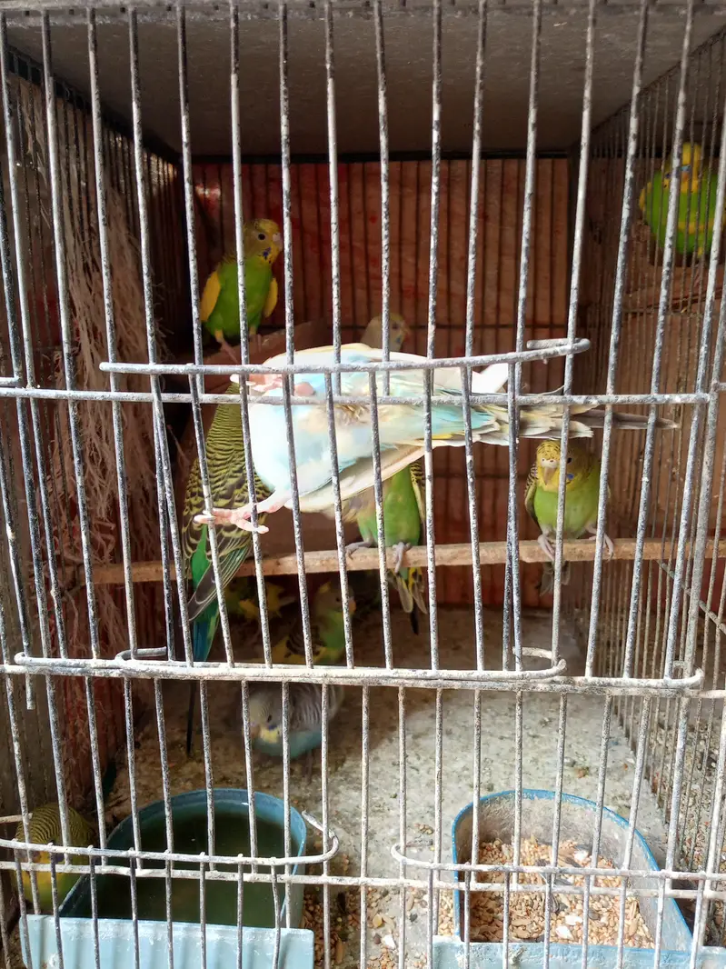 Bajri parrot 8 pair with 10 kids cage as well — photo 2