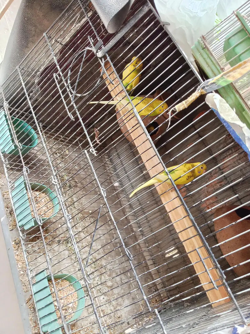 Bajri parrot 8 pair with 10 kids cage as well — photo 3