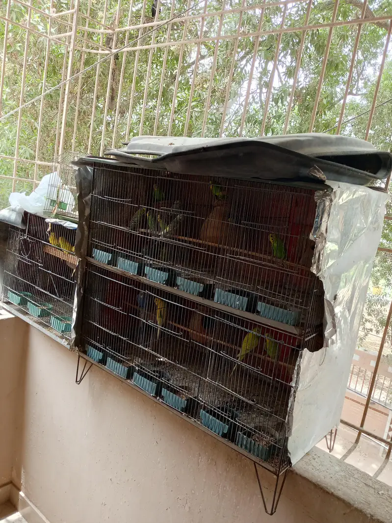 Bajri parrot 8 pair with 10 kids cage as well — photo 4