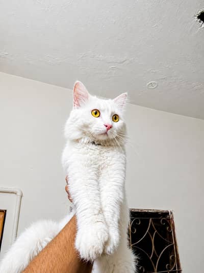 cat for sale