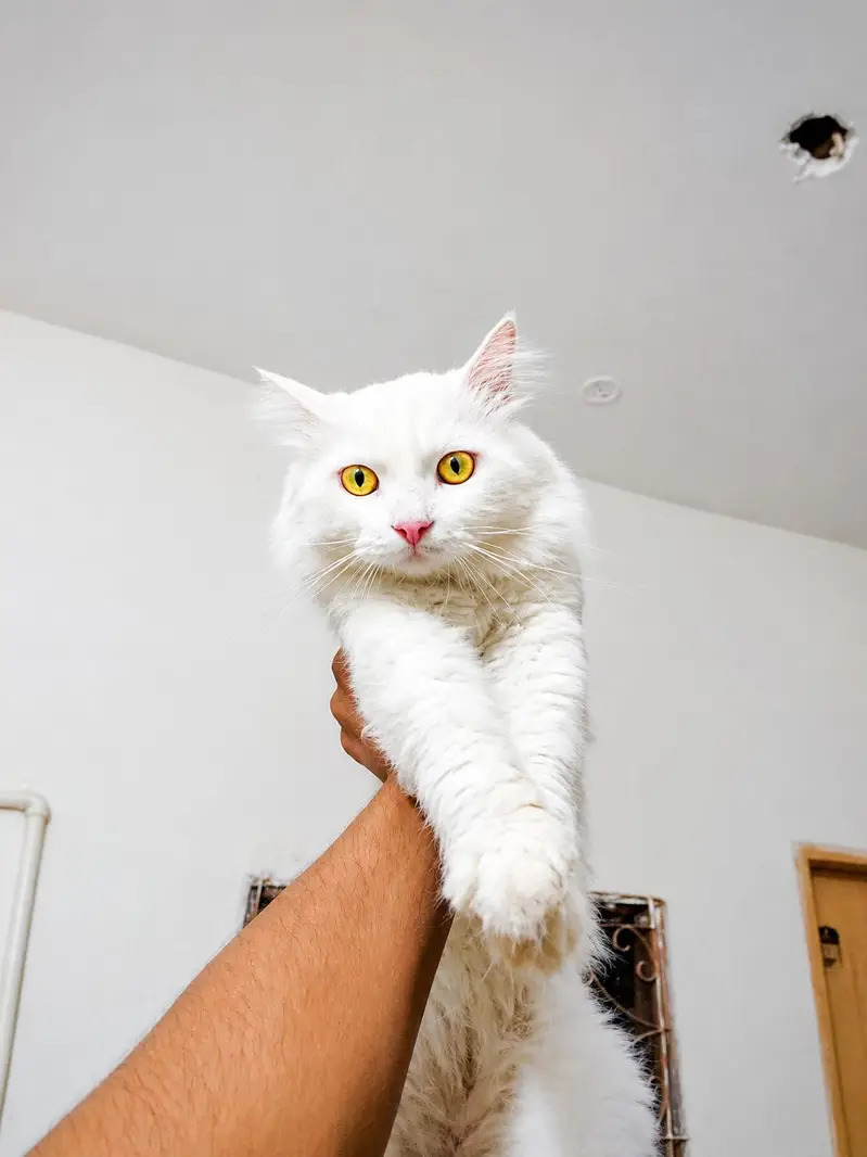 cat for sale — photo 2