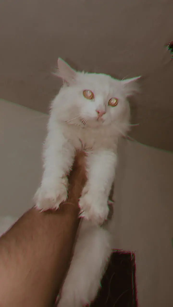cat for sale — photo 3