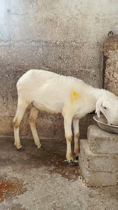 Bissar munda Male bakra