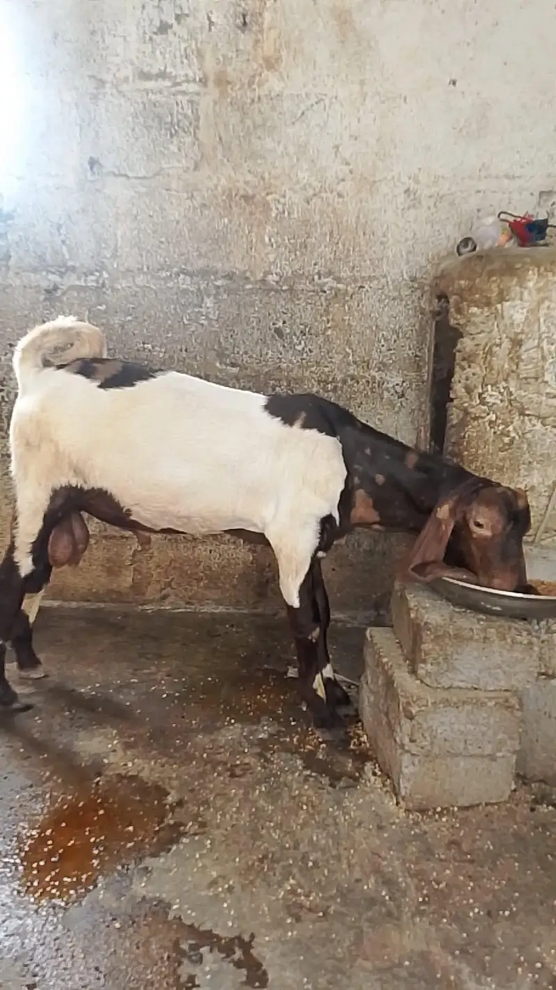 Bissar munda Male bakra — photo 2