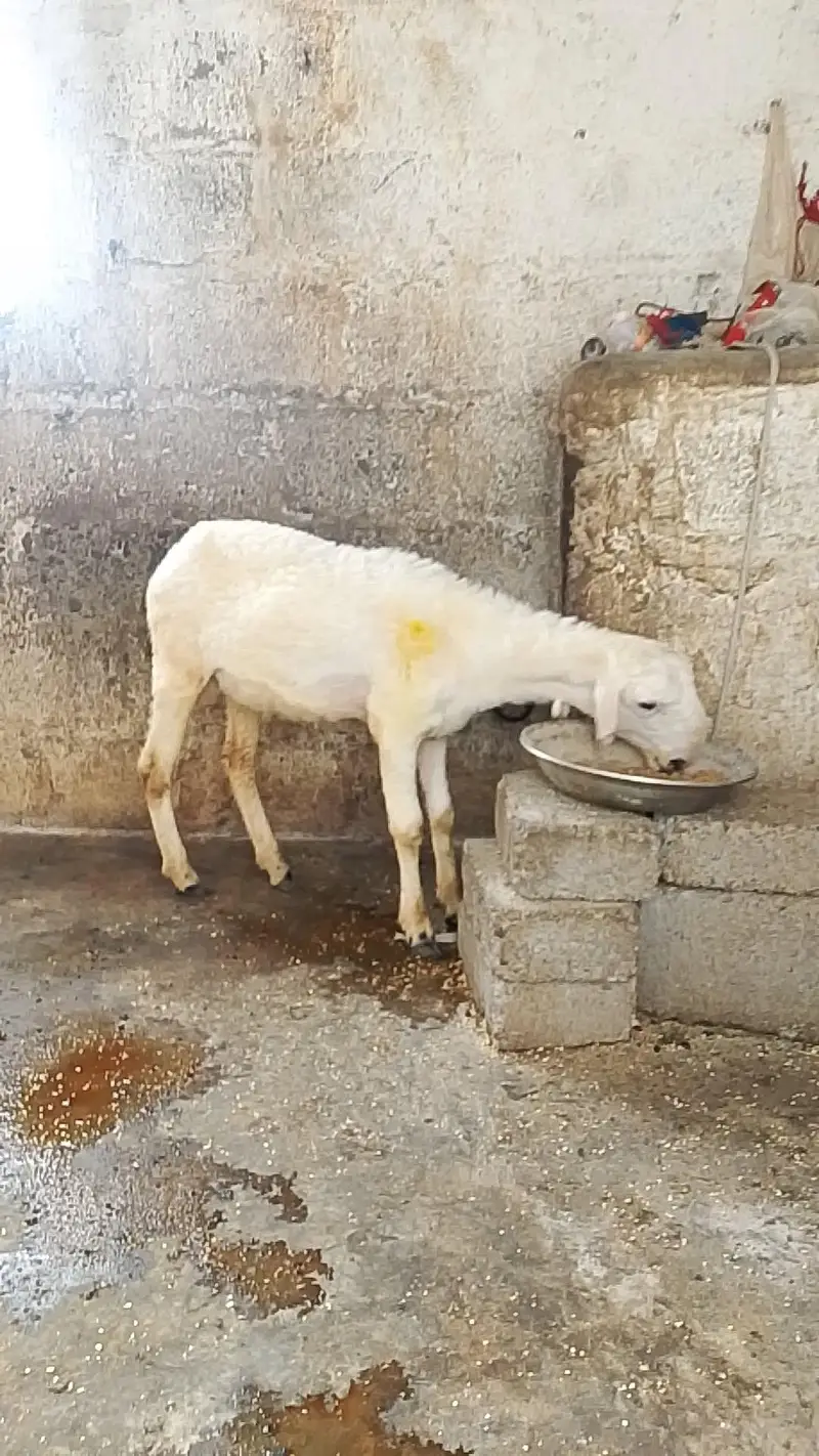 Bissar munda Male bakra — photo 3