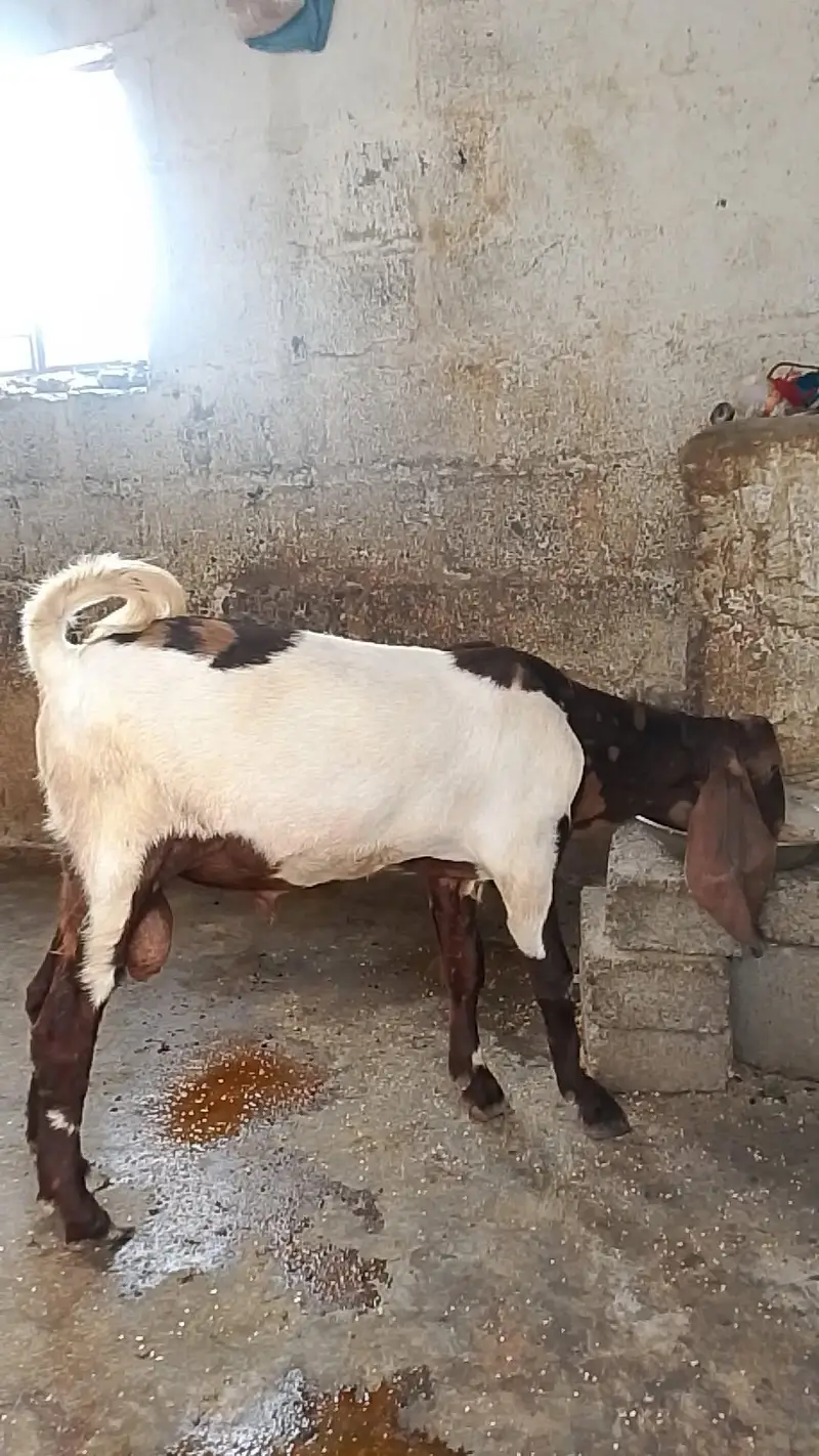 Bissar munda Male bakra — photo 4