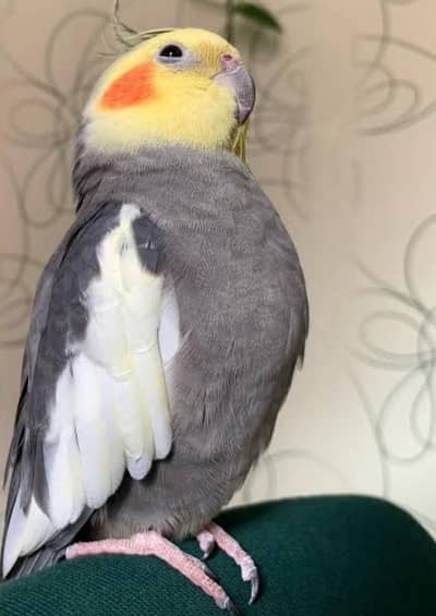 silver kjawa White Finch cocktail