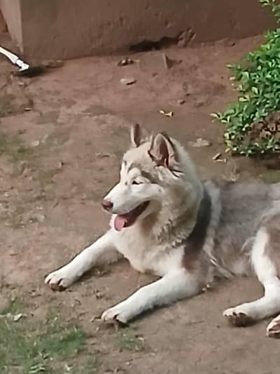WOOLY QUALITY HUSKY [ Copper ]