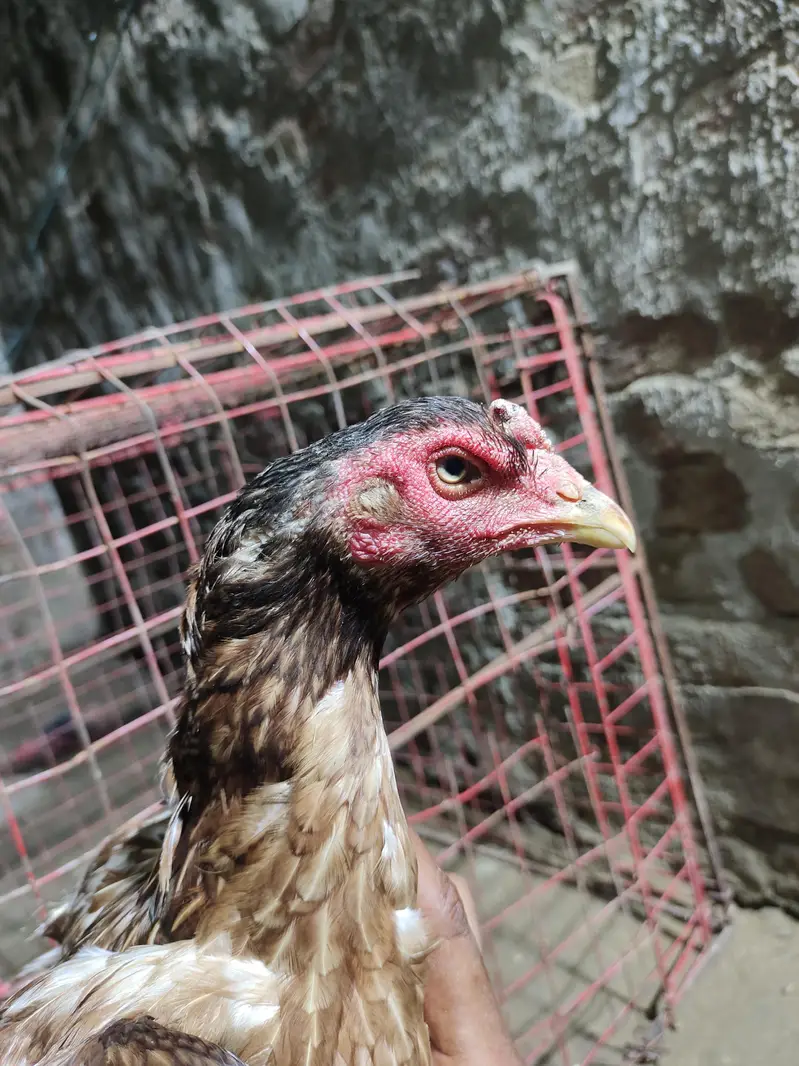 Thai breed main ek murga ha 1 murgi ha ek Pakistani murga ha — photo 2
