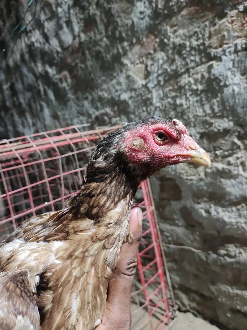 Thai breed main ek murga ha 1 murgi ha ek Pakistani murga ha — photo 3