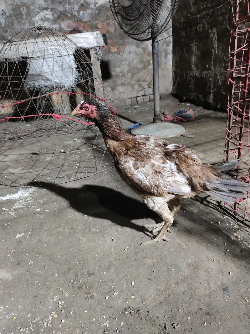 Thai breed main ek murga ha 1 murgi ha ek Pakistani murga ha — photo 5