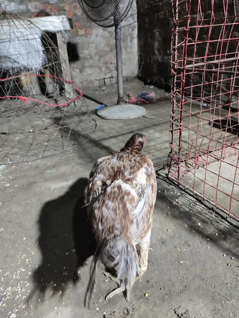 Thai breed main ek murga ha 1 murgi ha ek Pakistani murga ha — photo 6