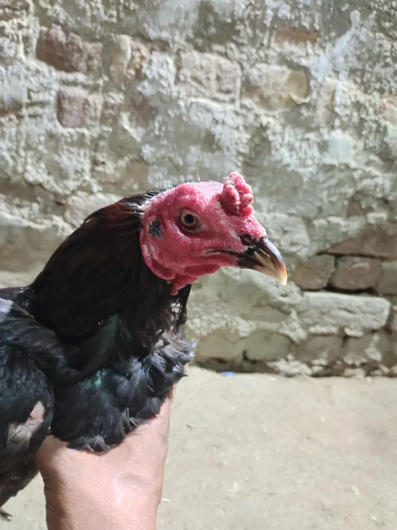 Thai breed main ek murga ha 1 murgi ha ek Pakistani murga ha — photo 8