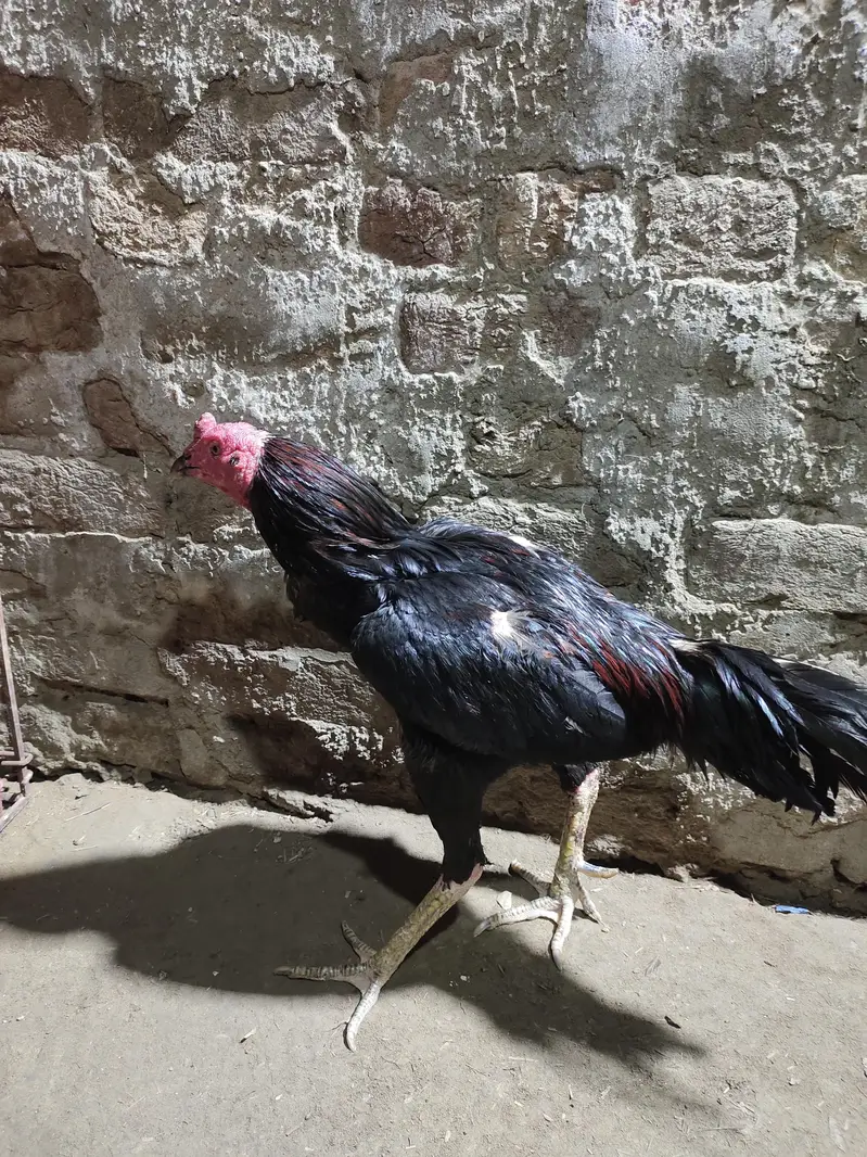 Thai breed main ek murga ha 1 murgi ha ek Pakistani murga ha — photo 9