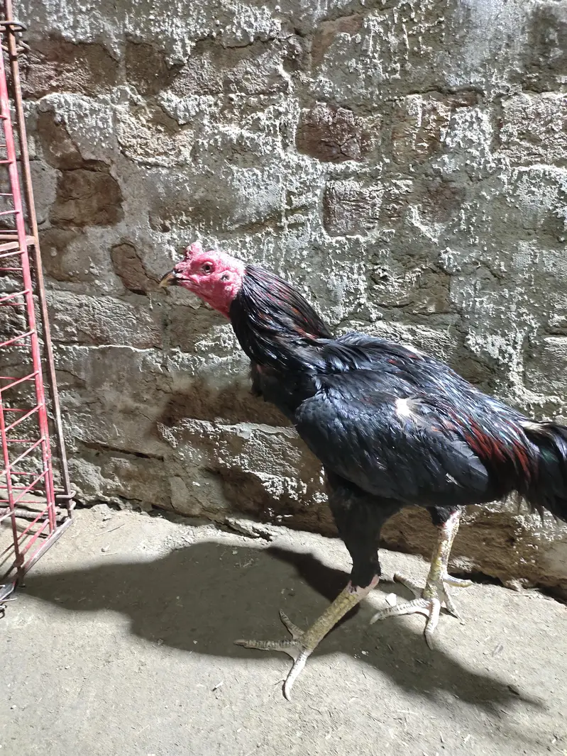 Thai breed main ek murga ha 1 murgi ha ek Pakistani murga ha — photo 10