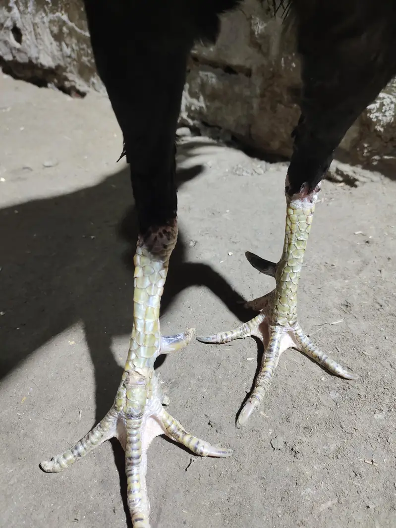 Thai breed main ek murga ha 1 murgi ha ek Pakistani murga ha — photo 11