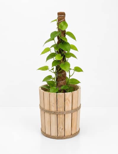 plant pots