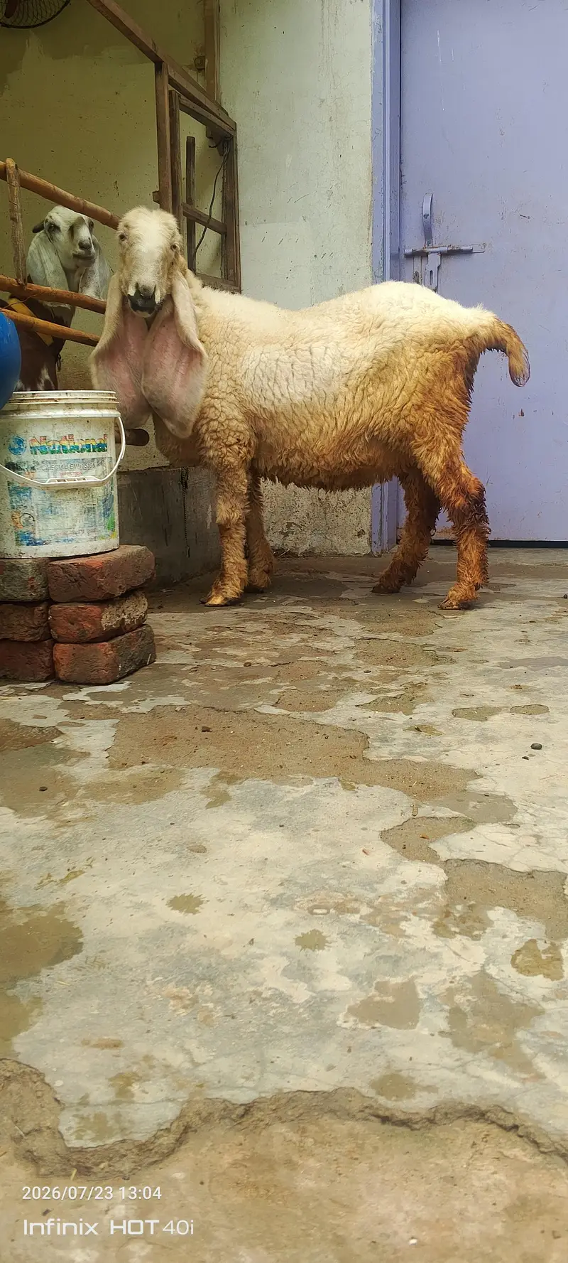 kajla sheep \ kajla \ kajli \  kajla chatra \ kajli female for sale — photo 3