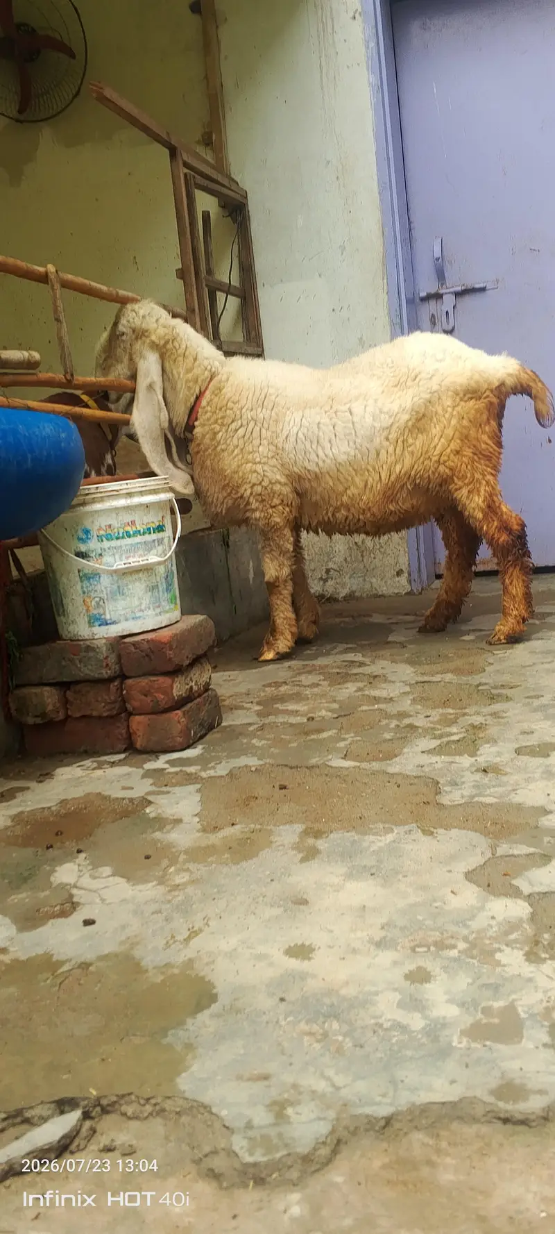 kajla sheep \ kajla \ kajli \  kajla chatra \ kajli female for sale — photo 2