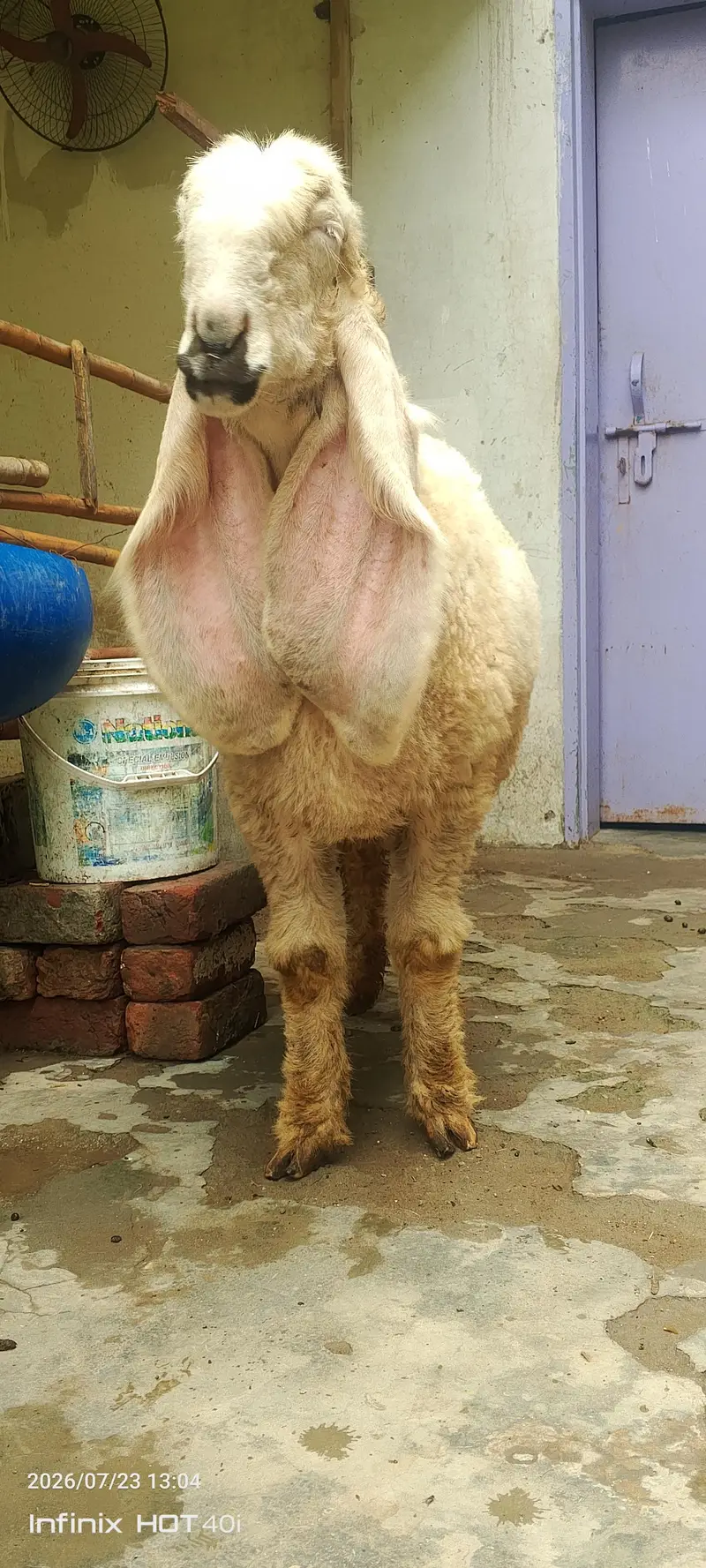 kajla sheep \ kajla \ kajli \  kajla chatra \ kajli female for sale — photo 6