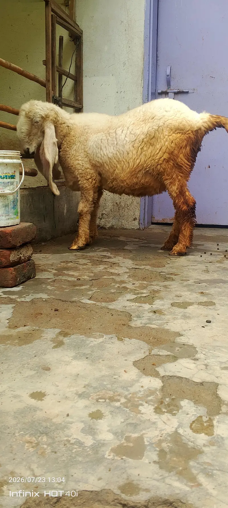 kajla sheep \ kajla \ kajli \  kajla chatra \ kajli female for sale — photo 4