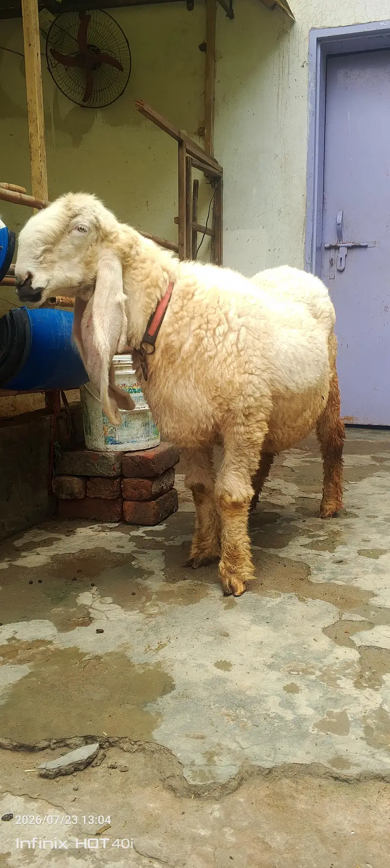 kajla sheep \ kajla \ kajli \  kajla chatra \ kajli female for sale — photo 5