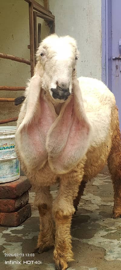 kajla sheep \ kajla \ kajli \  kajla chatra \ kajli female for sale