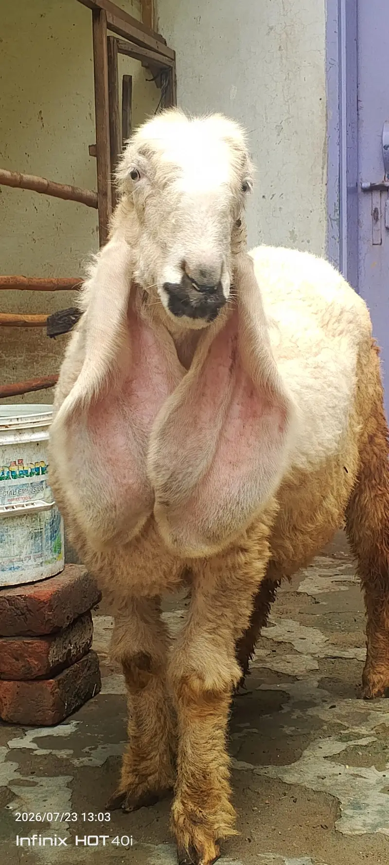 kajla sheep \ kajla \ kajli \  kajla chatra \ kajli female for sale
