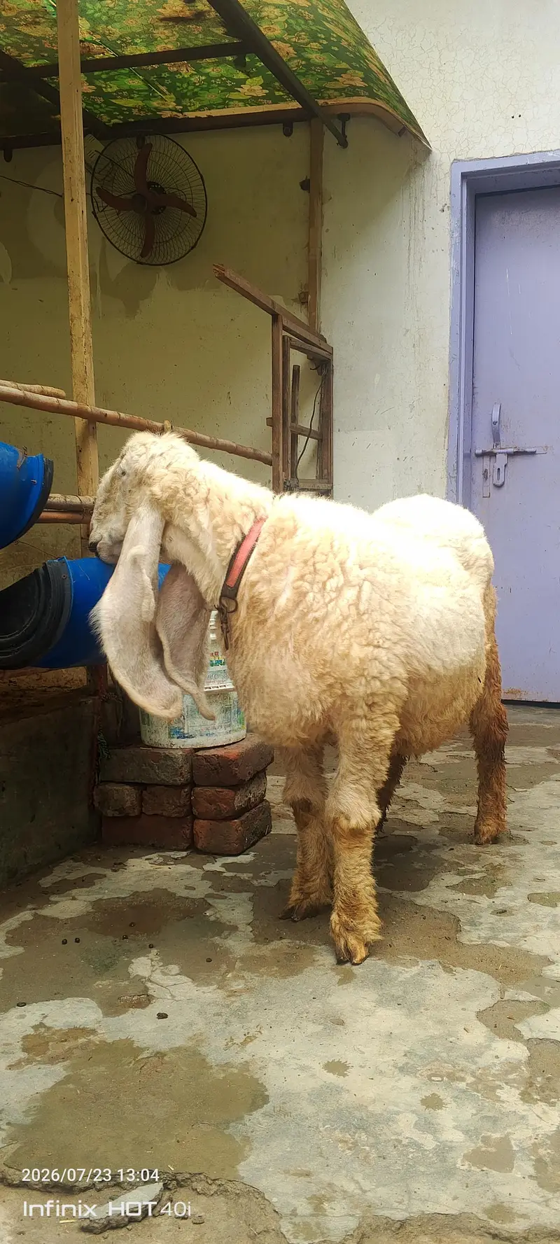 kajla sheep \ kajla \ kajli \  kajla chatra \ kajli female for sale — photo 7