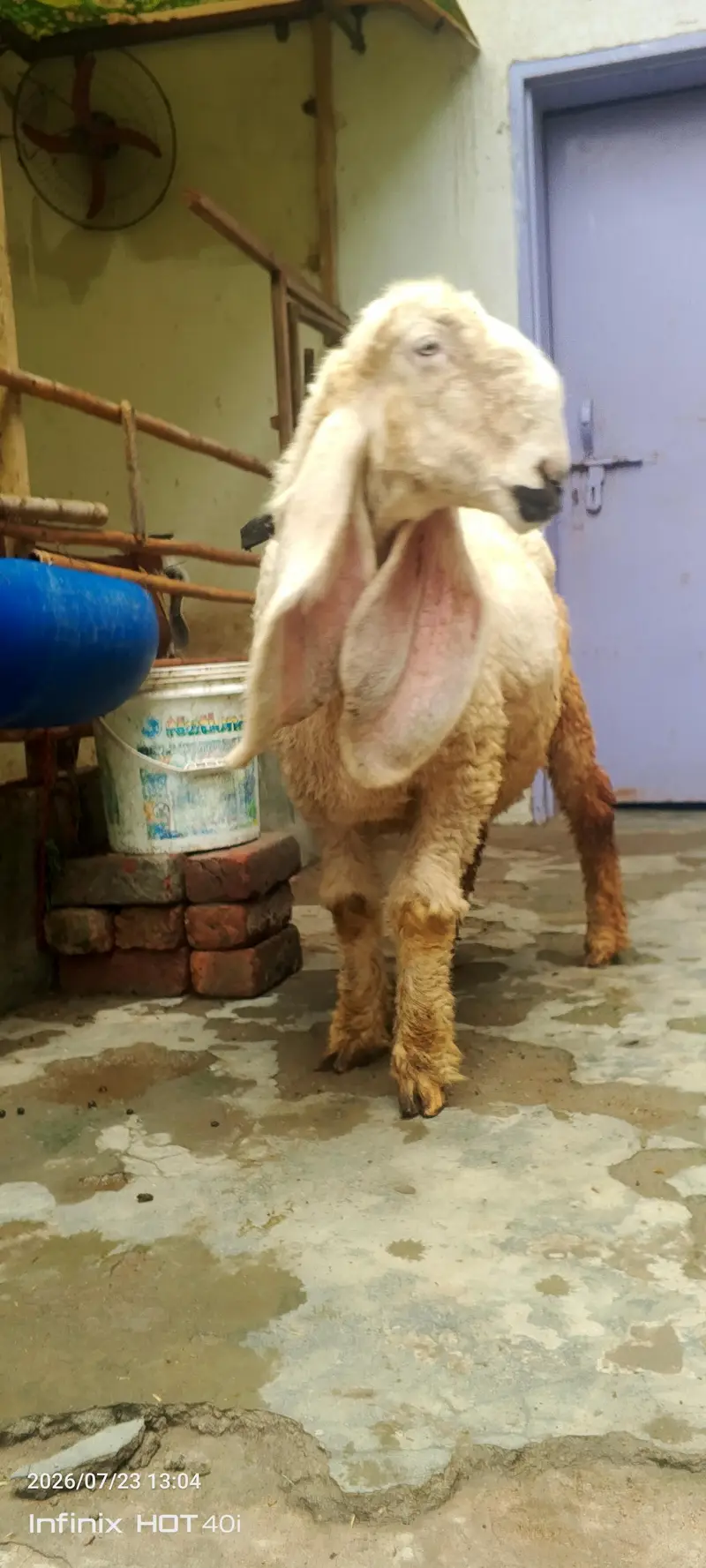 kajla sheep \ kajla \ kajli \  kajla chatra \ kajli female for sale — photo 8