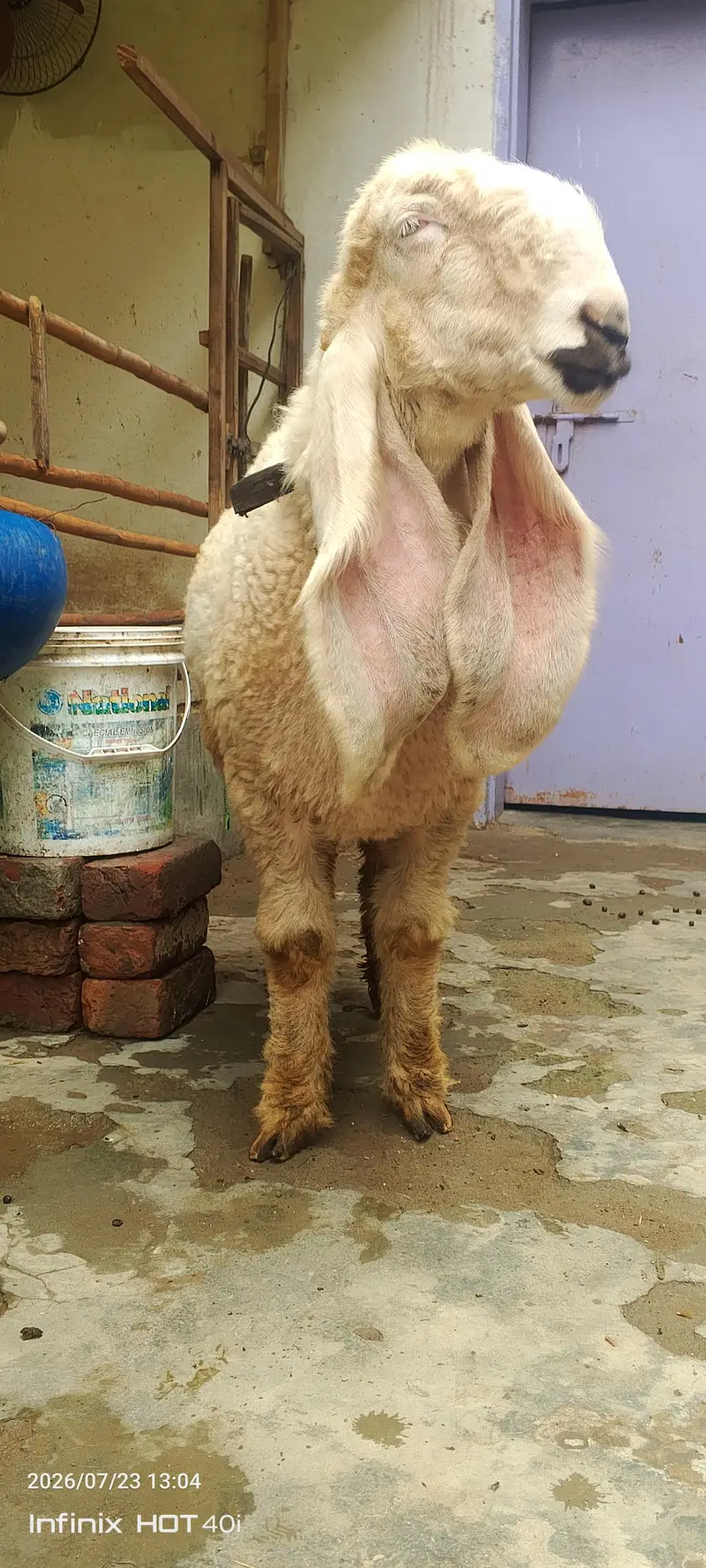 kajla sheep \ kajla \ kajli \  kajla chatra \ kajli female for sale — photo 9