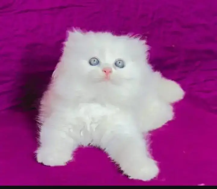 (Persian female kitten) (for sale all) (Pakistan delivery available) — photo 4