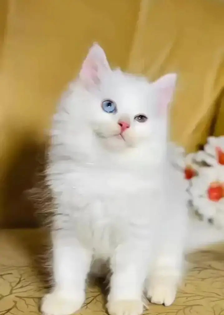 (Persian female kitten) (for sale all) (Pakistan delivery available) — photo 8