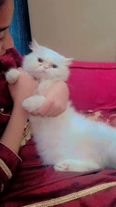 train cat female vaccine all ok just serious buyers contact