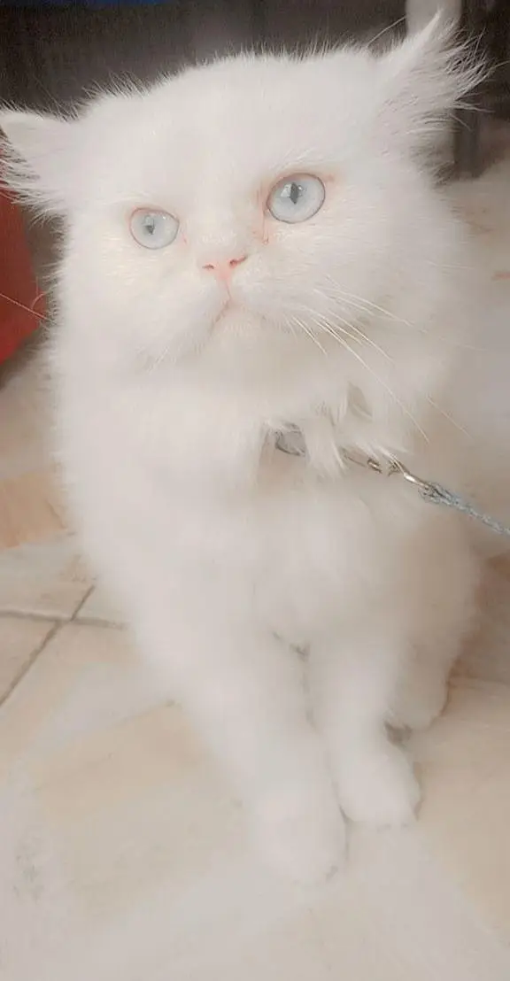train cat female vaccine all ok just serious buyers contact — photo 2