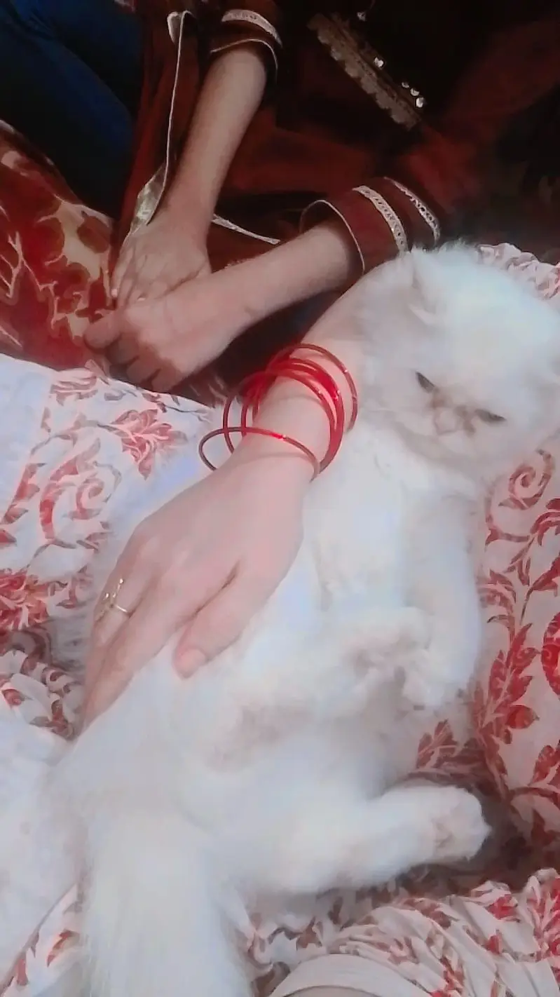 train cat female vaccine all ok just serious buyers contact — photo 3