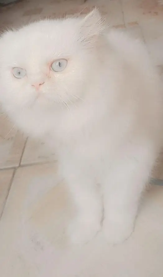 train cat female vaccine all ok just serious buyers contact — photo 4