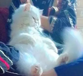 train cat female vaccine all ok just serious buyers contact — photo 5