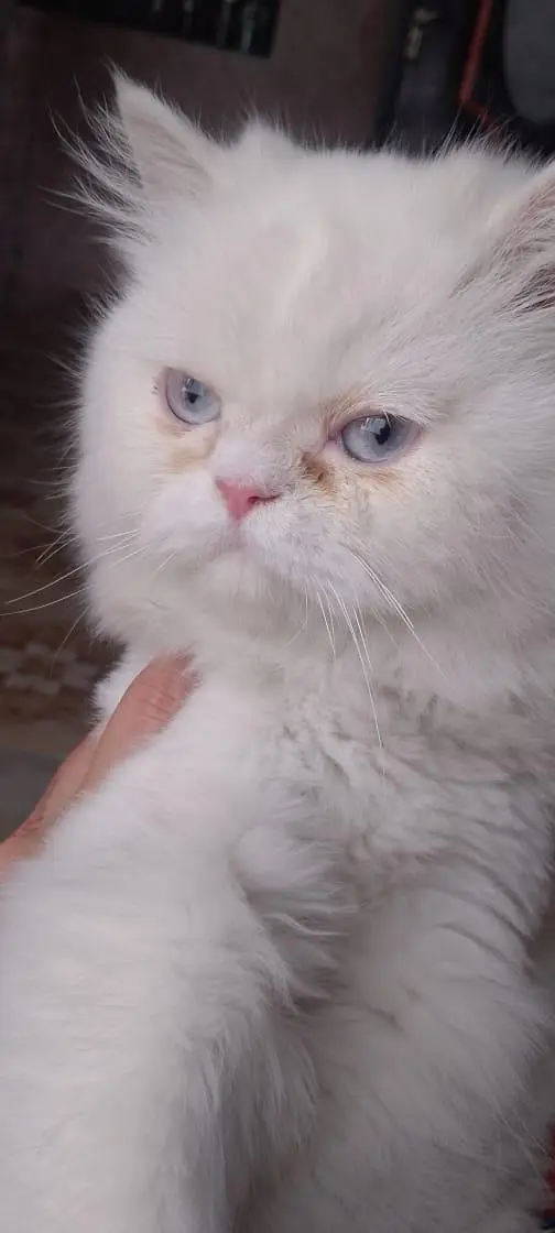 train cat female vaccine all ok just serious buyers contact — photo 6
