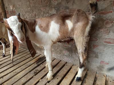 Desi Bakra