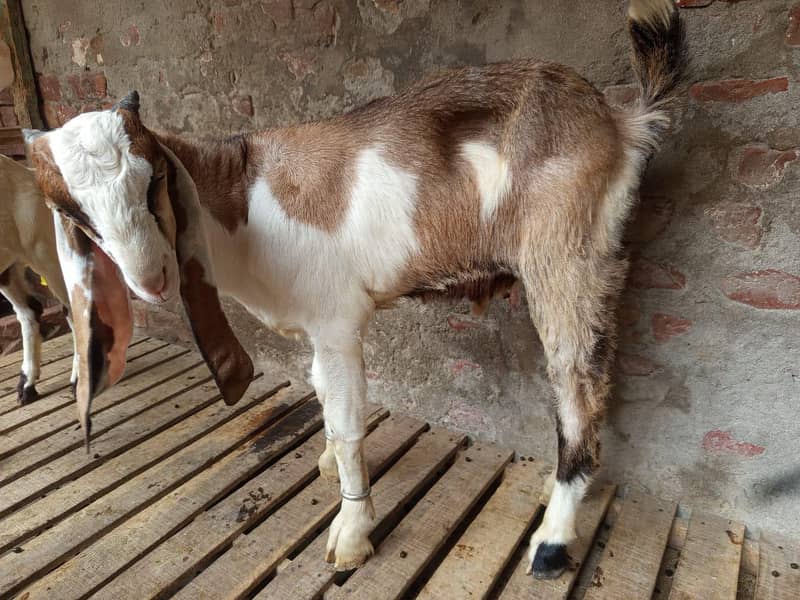 Desi Bakra 0