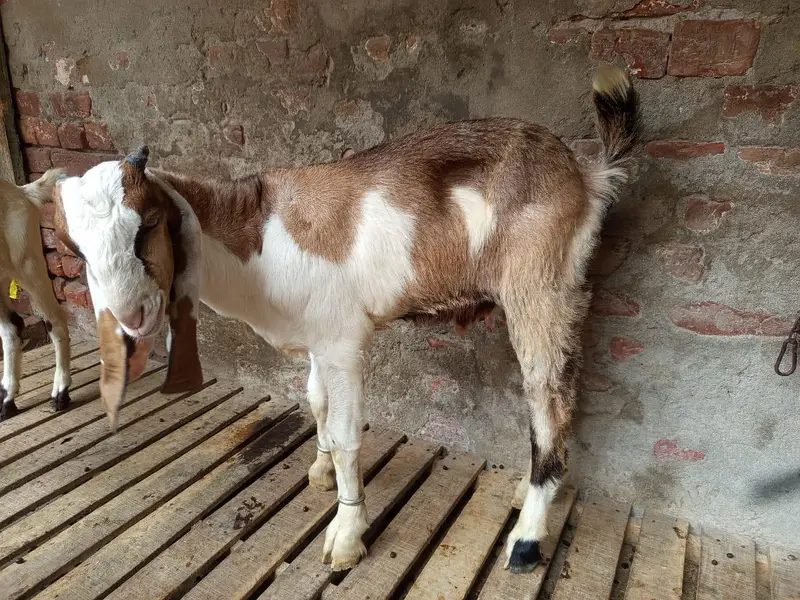 Desi Bakra — photo 2